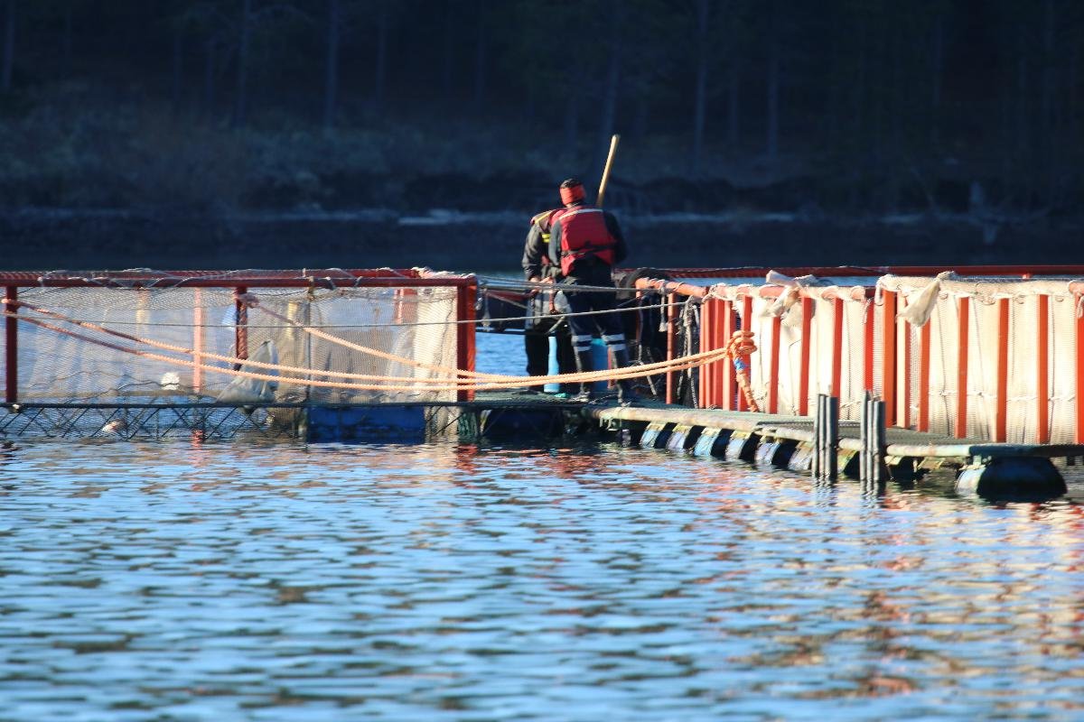 Worker at the fish cages on the water