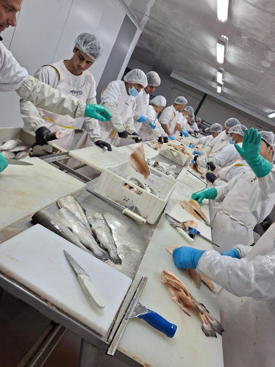 Team filleting trout at the processing plant