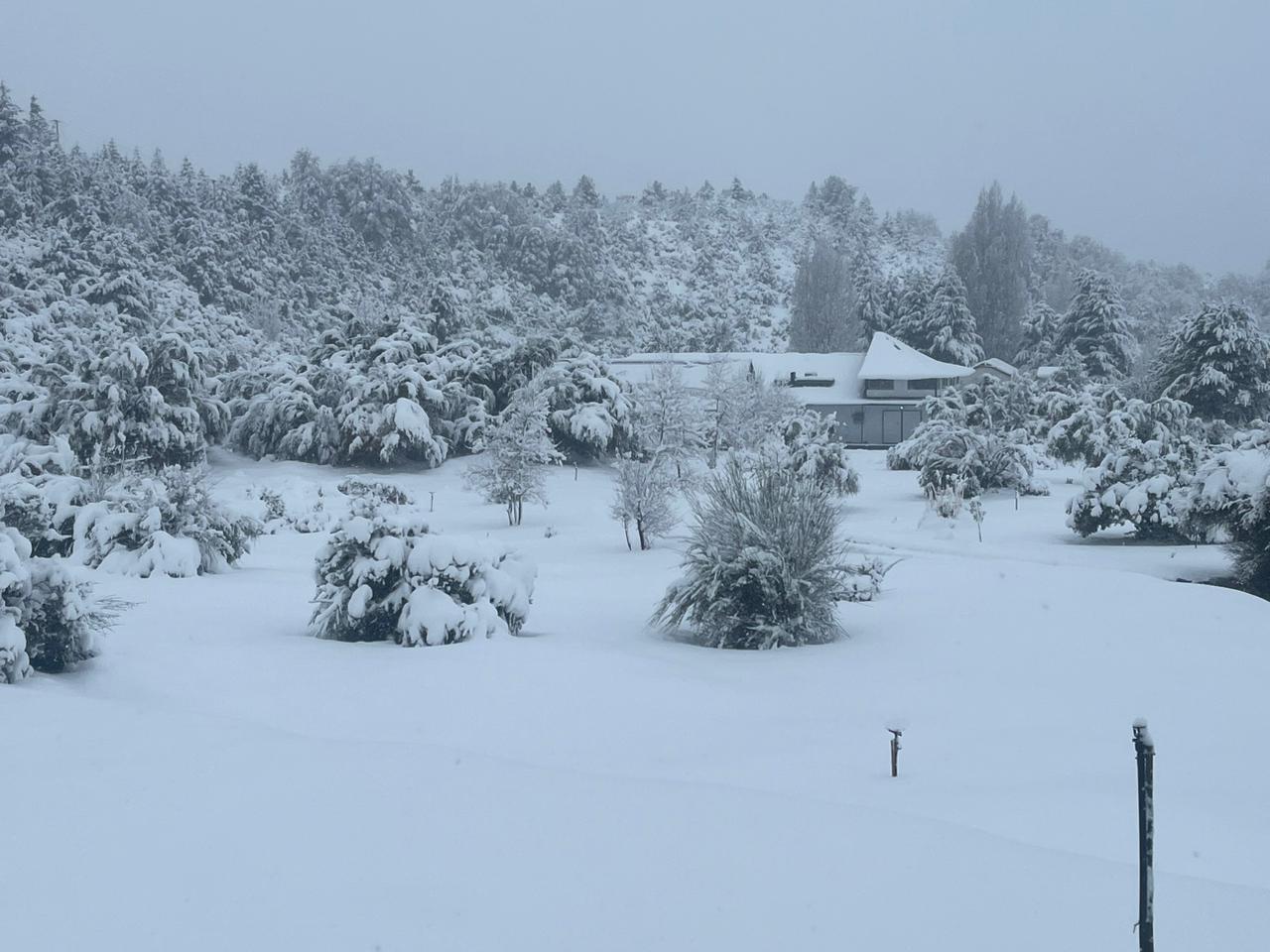 Manila plant covered in snow, Patagonian winter